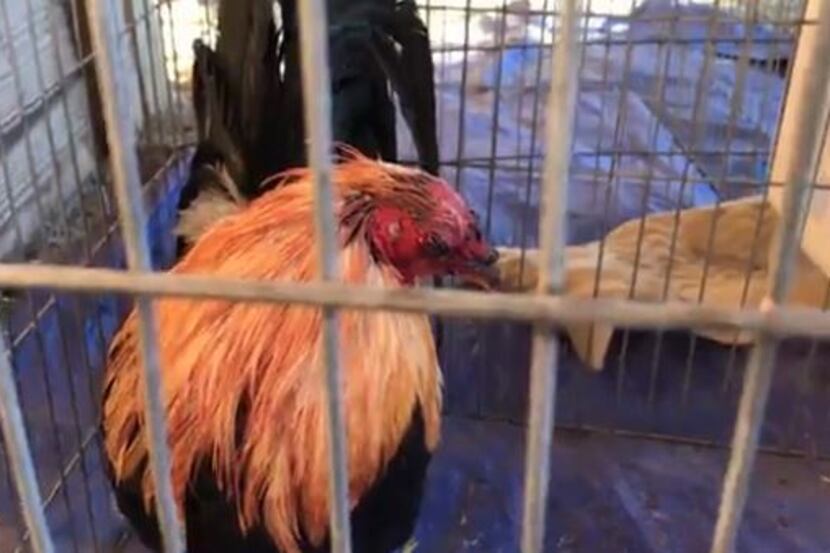 The Society of Prevention of Animal Cruelty of Texas on Saturday announced that it had...
