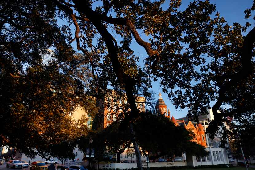 Live oaks at Dealey Plaza in downtown Dallas, photographed Tuesday, are among the trees that...