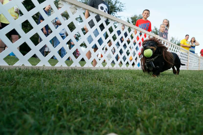  A Dachshund dashes with a tennis ball while he practices with his owner Rusty Raubs before...