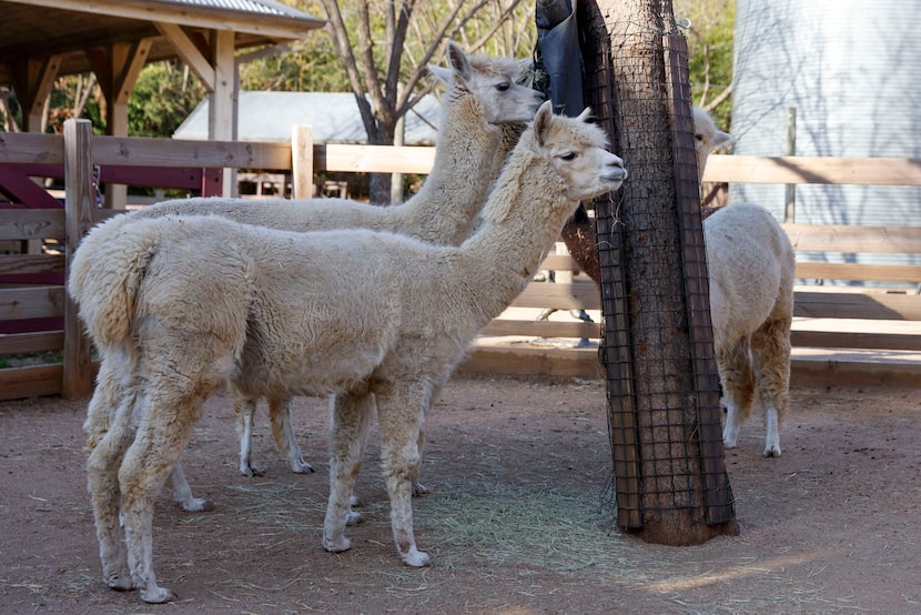 Alpacas snack on hay in their enclosure at the Dallas Zoo, Wednesday, Jan. 8, 2025, in...