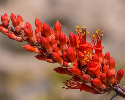 Spider on an ocotillo blossom, Hot Springs Canyon Trail, Rio Grande Village, Big Bend...