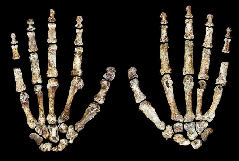 The complete hand of Homo naledi, shown in palmar (left) and dorsal (right) views. 