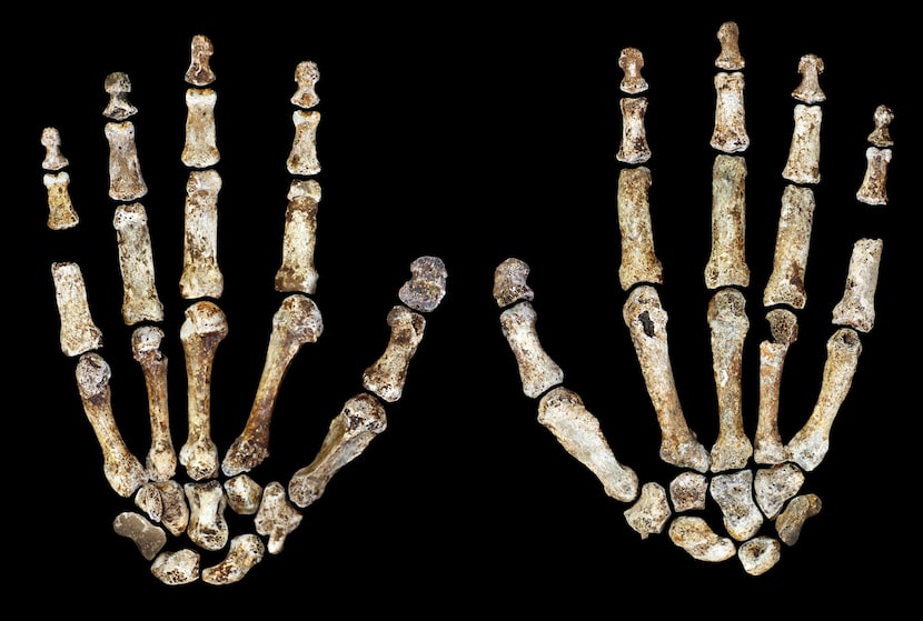 The complete hand of Homo naledi, shown in palmar (left) and dorsal (right) views. 