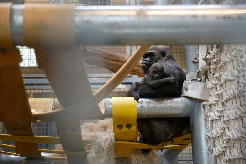 Hope, a western lowland gorilla, holds her daughter 7-month-old Saambili in a heated...