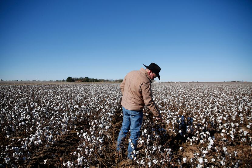 Matt Farmer reaches down to check some of his cotton in Lynn County, south of Lubbock.