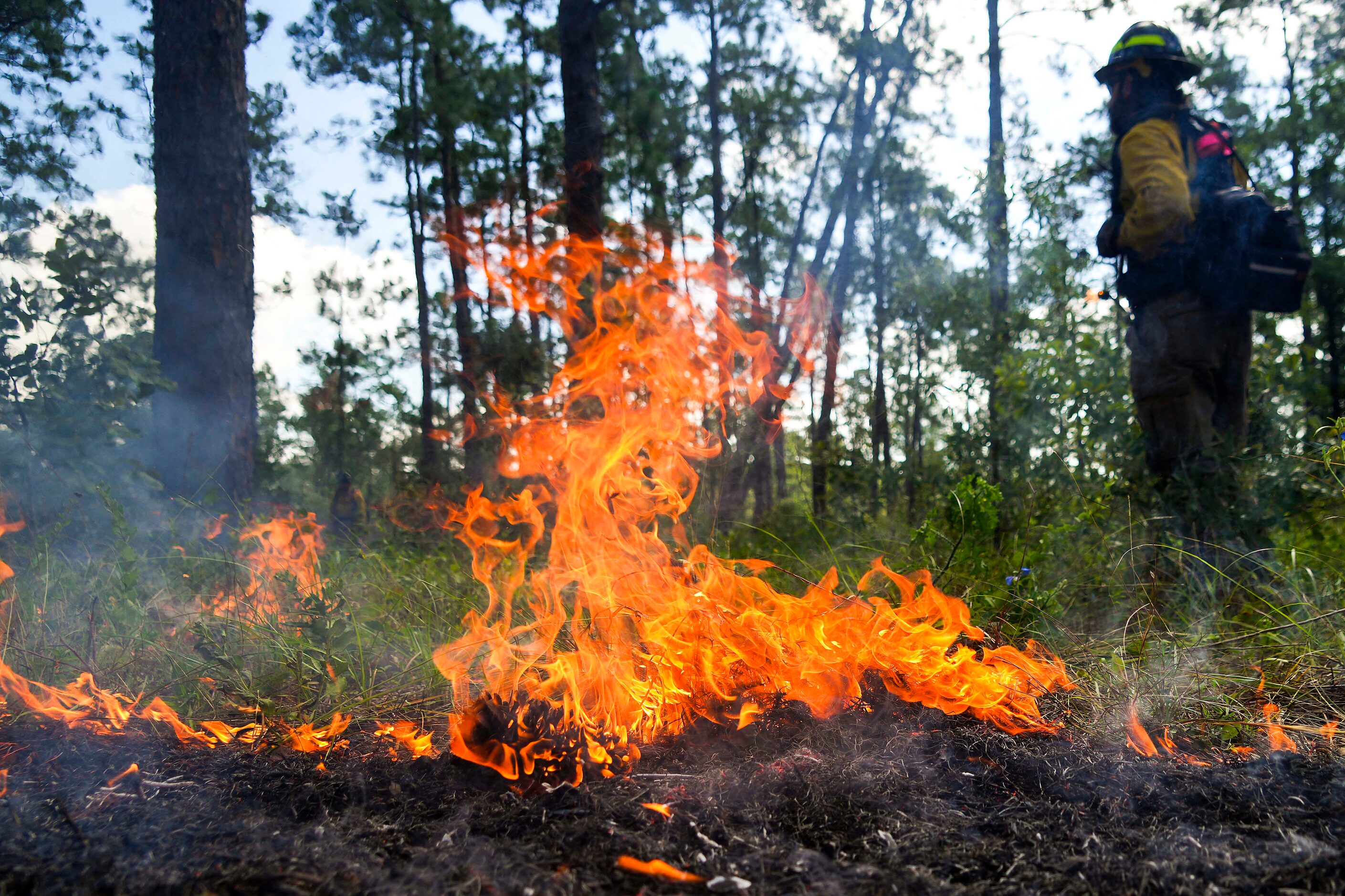 Raul Fernandez of the Alabama-Coushatta Wildland Fire Management team looks on after...