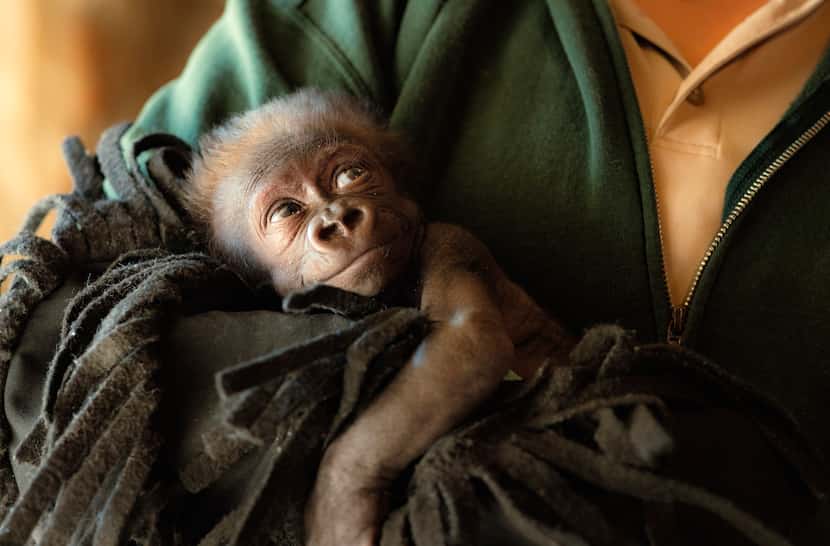 Premature baby gorilla, Jameela, who was born via emergency cesarean section at the Fort...