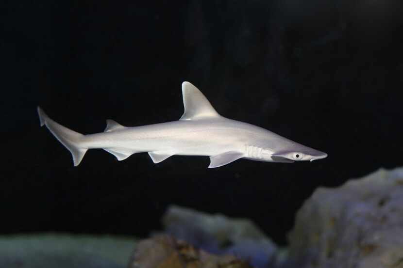 A baby bonnethead shark