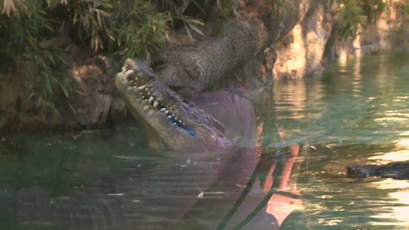Salty the saltwater crocodile takes a bite of a chicken representing the New England...