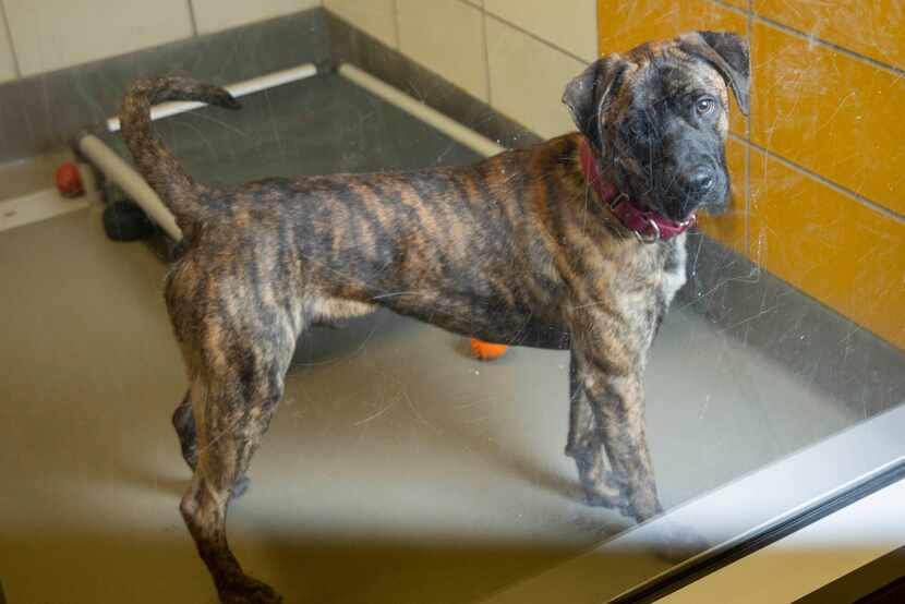 Huckleberry, a 4-year-old brindle mixed breed, was one of many dogs available for adoption...