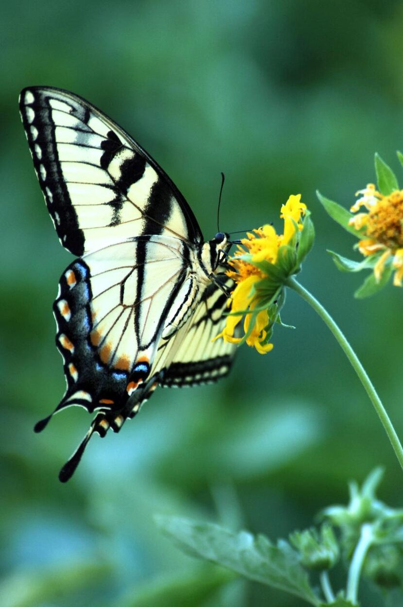 
Butterflies prefer our native plants’ nectar. 
