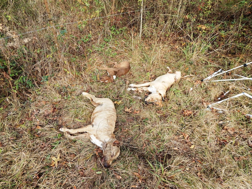 These three dogs were among those found dead in Horatio, Ark. Volunteers for Dallas DogRRR...