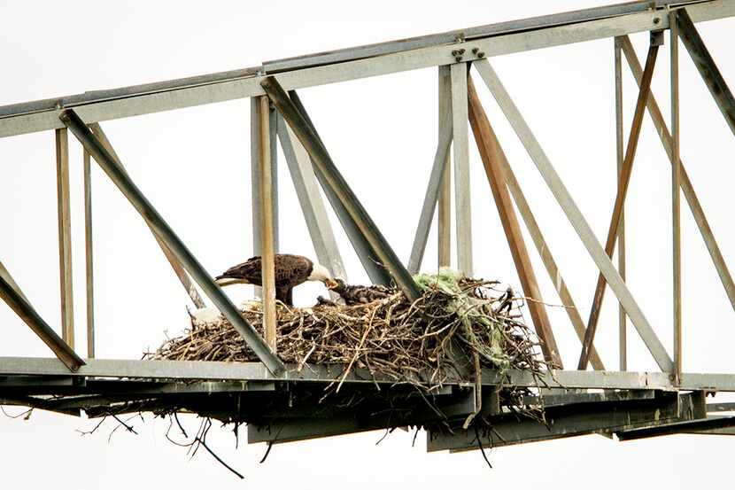  An eagle feeds a young eaglet at their nest atop a purpose-built tower at the John Bunker...