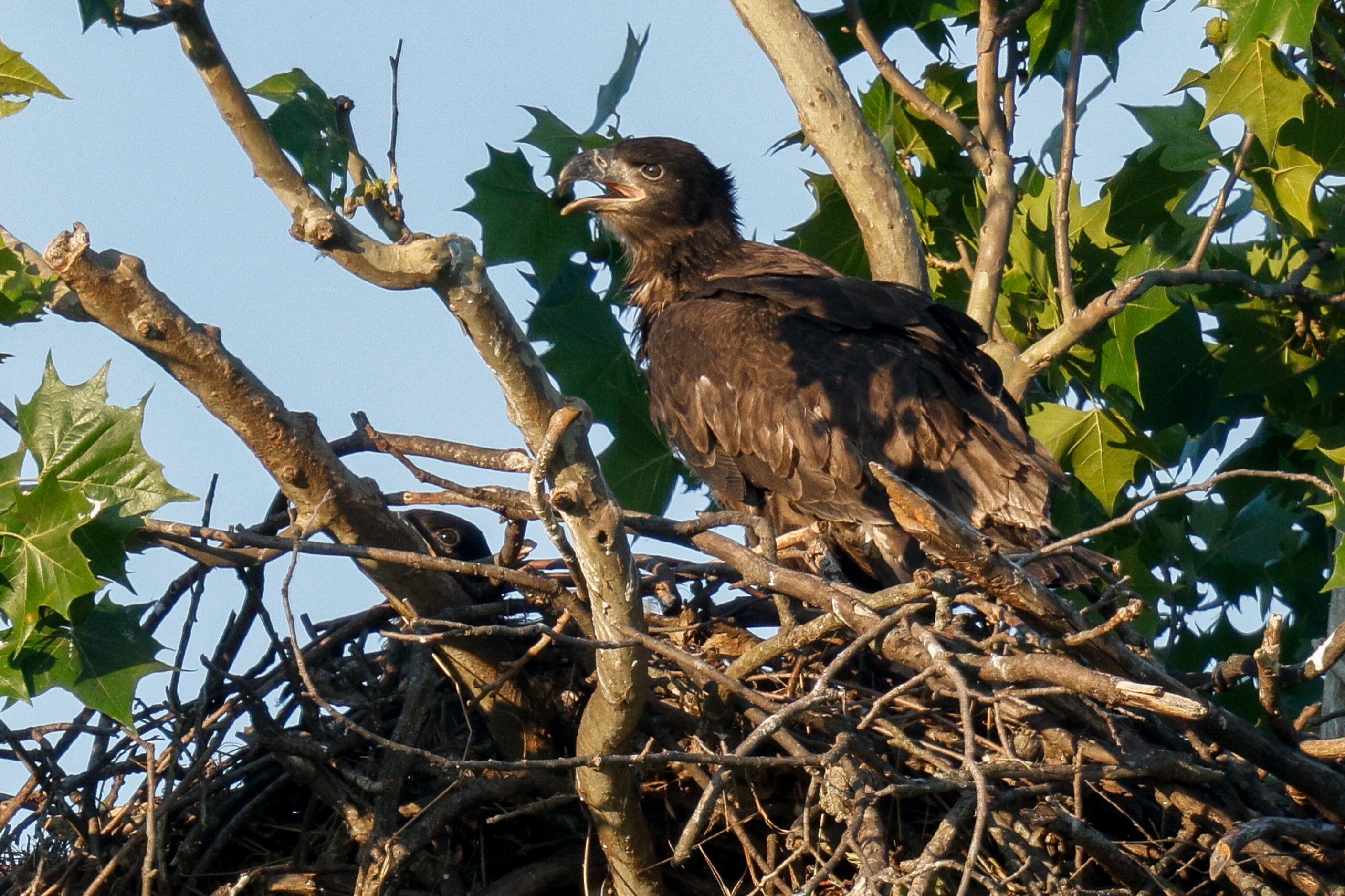 Two eaglets are seen in their nest near White Rock Lake, Tuesday, May 14, 2024, in Dallas.