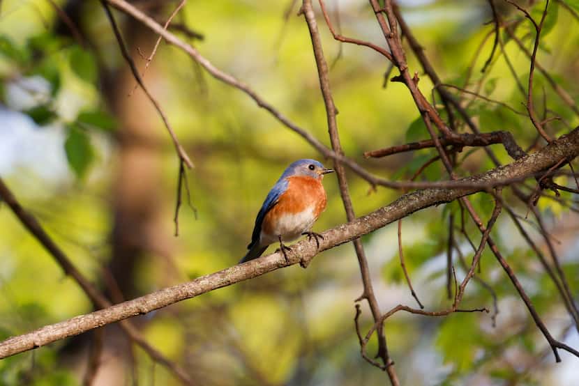 A Bluebird sits on a branch of a tree, spotted by birdwatcher Kalder Korte at Harry S Moss...
