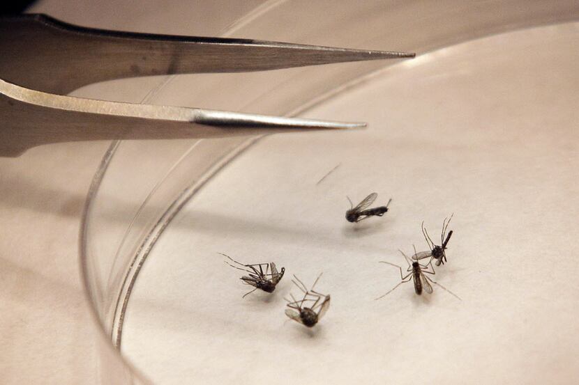  Mosquitoes are sorted at the Dallas County mosquito lab. (File Photo/The Associated Press)