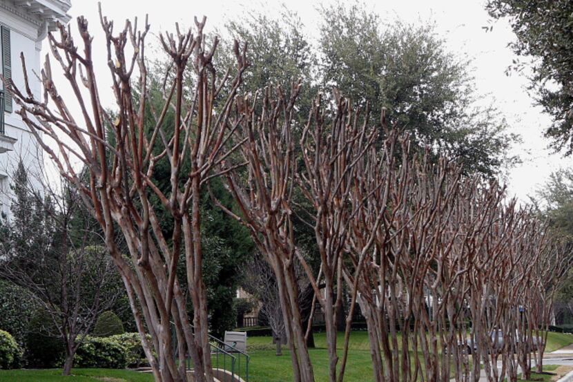 Chopping off the tops of crape myrtle trees is unnecessary for a good show of blooms the...