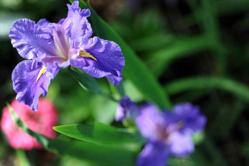 A Louisiana iris