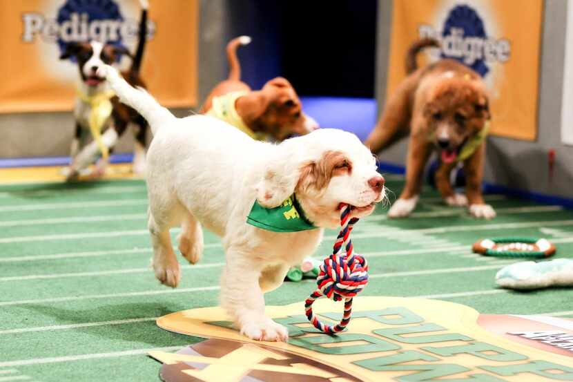 
Puppy Bowl XI starts at 2 p.m. Sunday. You can also watch pups play at Operation Kindness’...