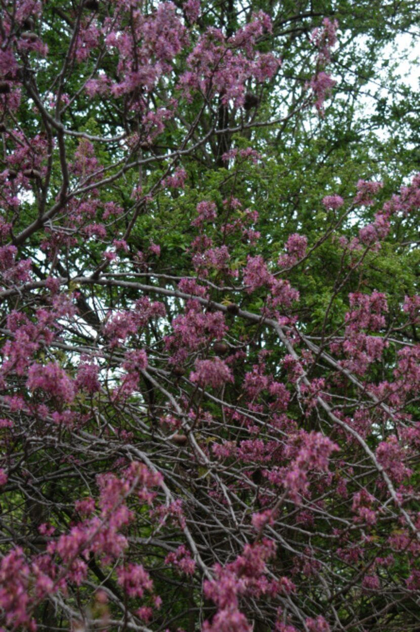 Mexican buckeye is a native ornamental tree to plant under larger spreading trees.