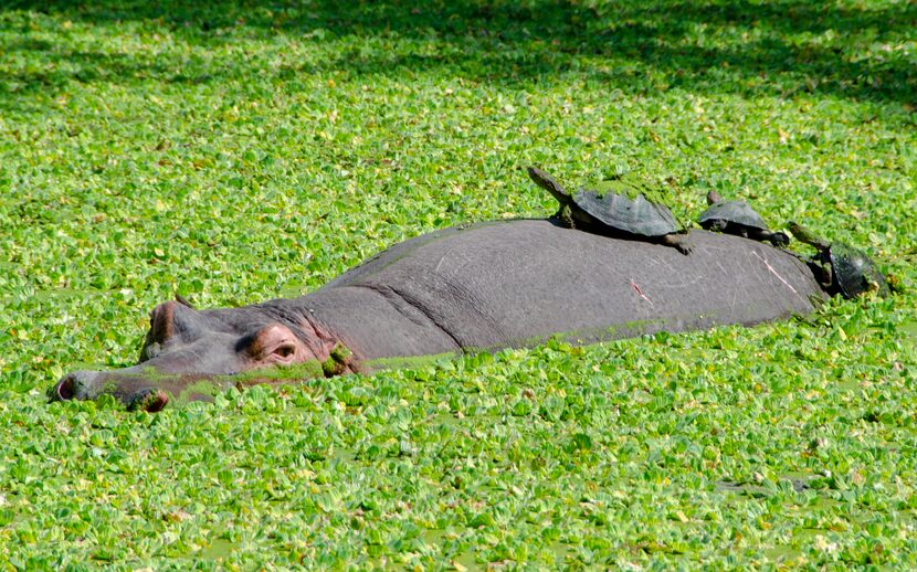 Harry the Hippo and his turtle friends lounge in the lagoon at Bilimungwe Camp. 