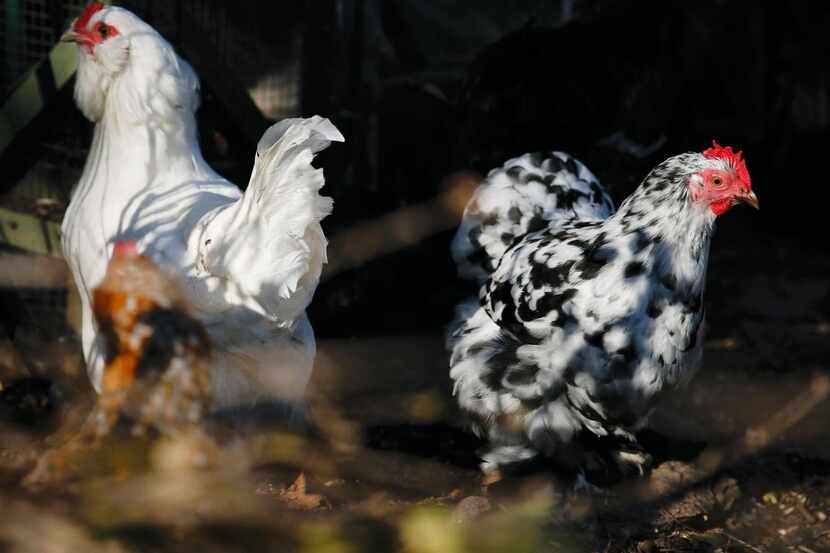 
Mariana Greene’s chickens quit laying eggs while she was recuperating from neuroinvasive...