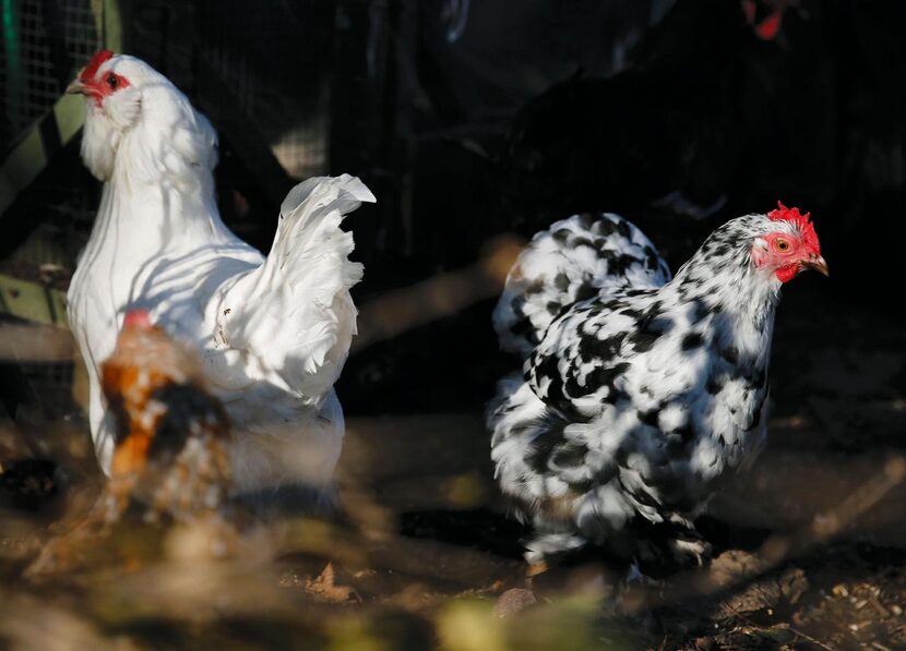 
Mariana Greene’s chickens quit laying eggs while she was recuperating from neuroinvasive...