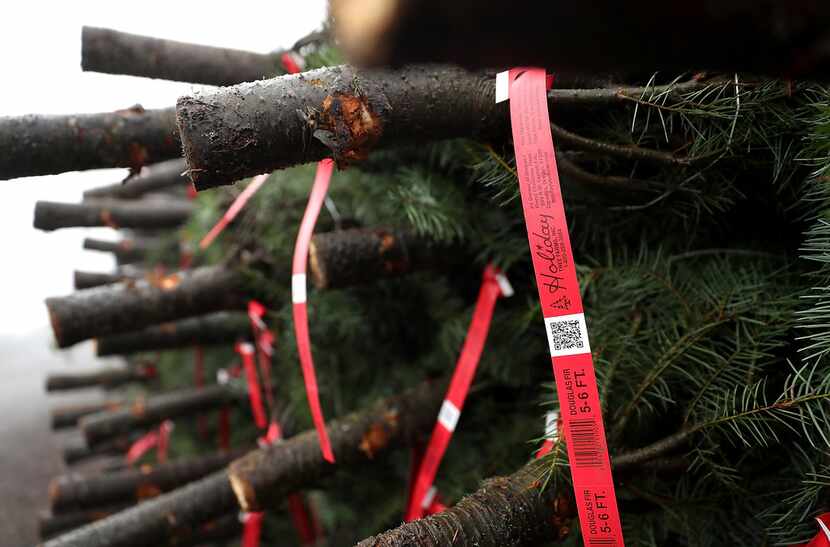 Tags hang from freshly harvested Christmas trees at Holiday Tree Farms in Philomath, Ore. 