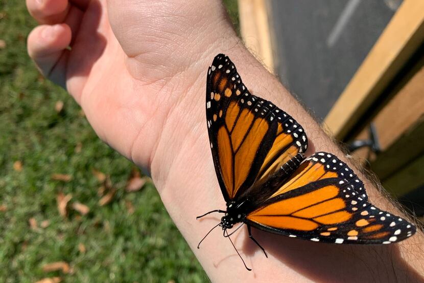 Butterfly Flutterby happens in Grapevine this weekend. The event celebrates the migration of...