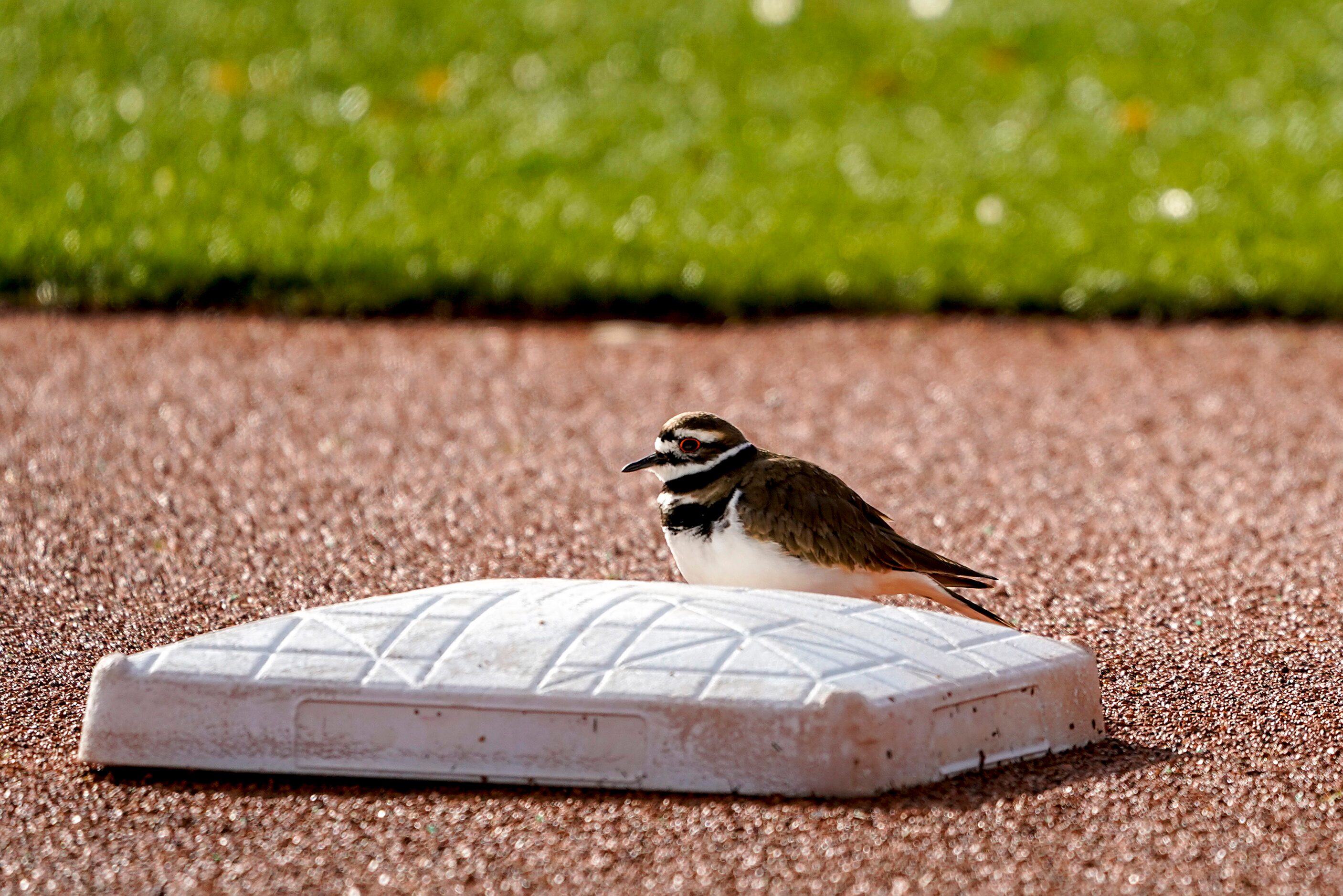 A bird stands by third base on a practice field on the day Texas Rangers pitchers and...