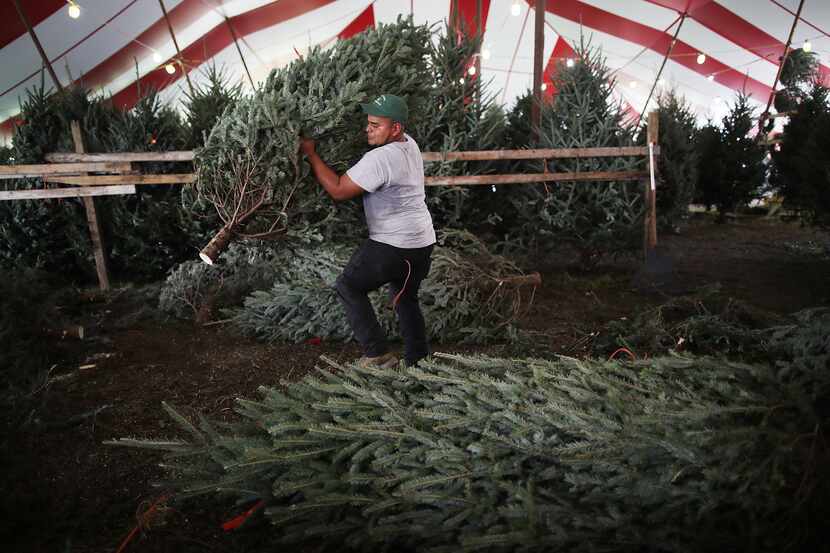 MIAMI, FL - DECEMBER 18: Marco Gomez prepares a Christmas tree for sale at Holiday Sale on...