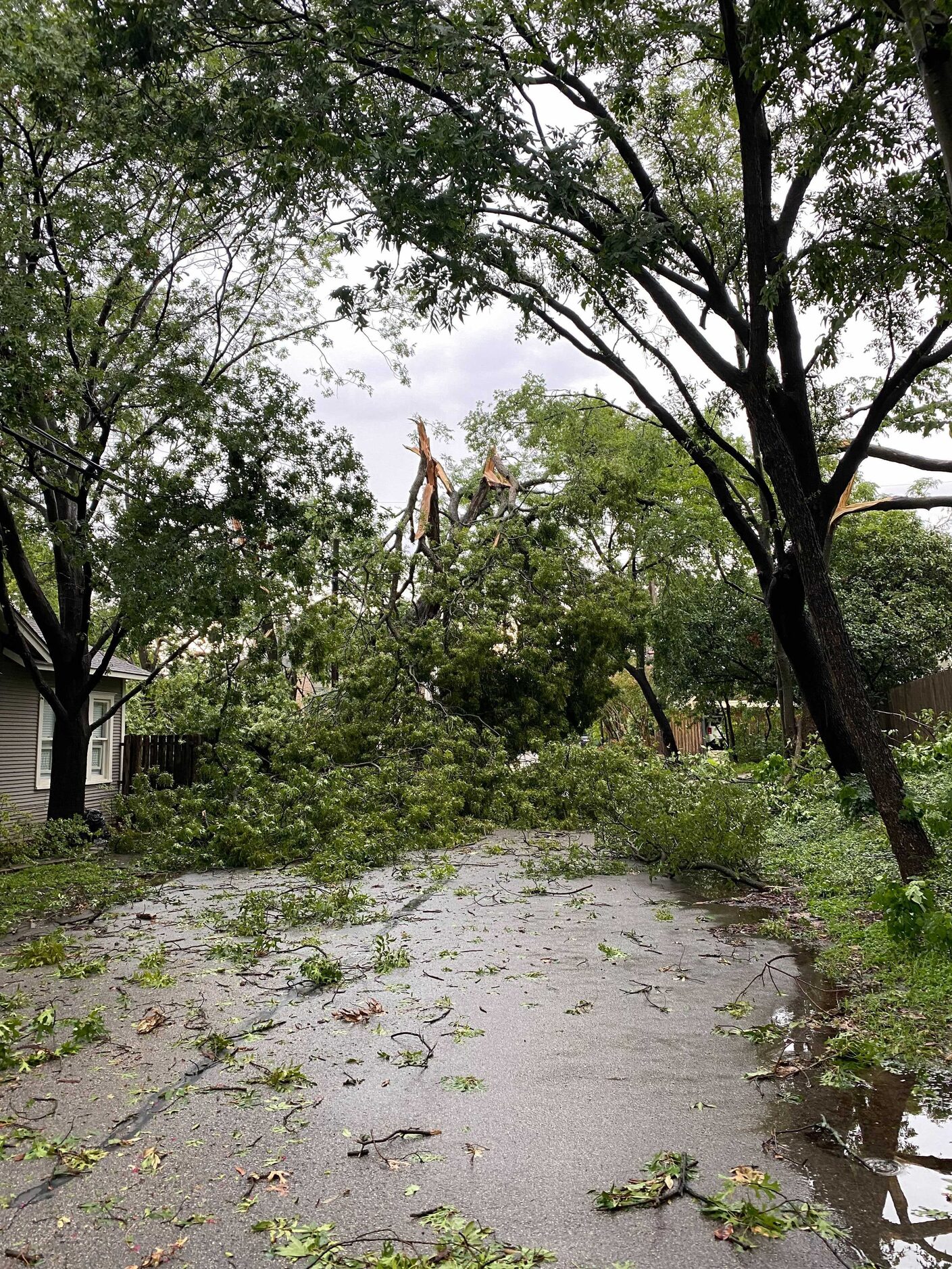 Downed trees block Cecille Street between Lakeshore and Palo Pinto in Dallas on Sunday...