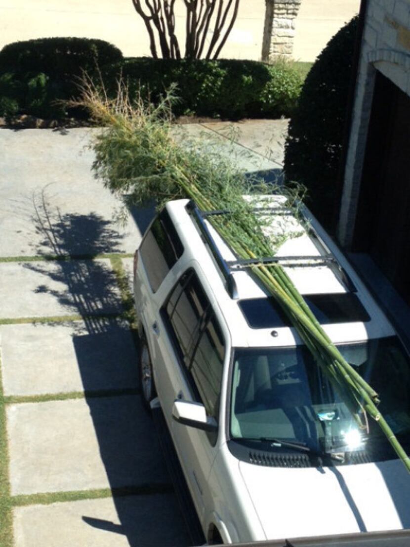 John and his wife, Michelle, carted Chinese bamboo on the top of their car to construct the...