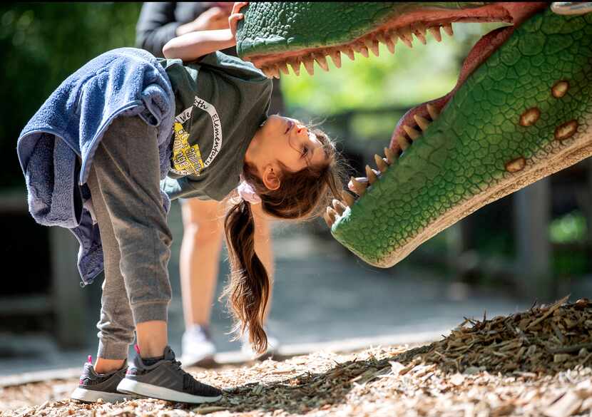 Yocelin Otero gets an up-close look at a T. rex on display during Dinos at the Dallas Zoo.