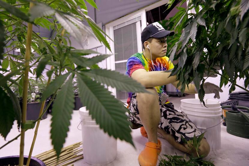 
John Yin trims a marijuana plant to encourage growth at the Pioneer Production and...