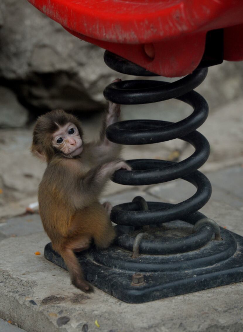 A baby Asian macaque monkey is seen in its enclosure at the Beijing zoo on June 24, 2013. ...