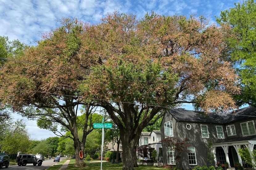 Live oaks still holding brown leaves are damaged and will need at least some corrective...