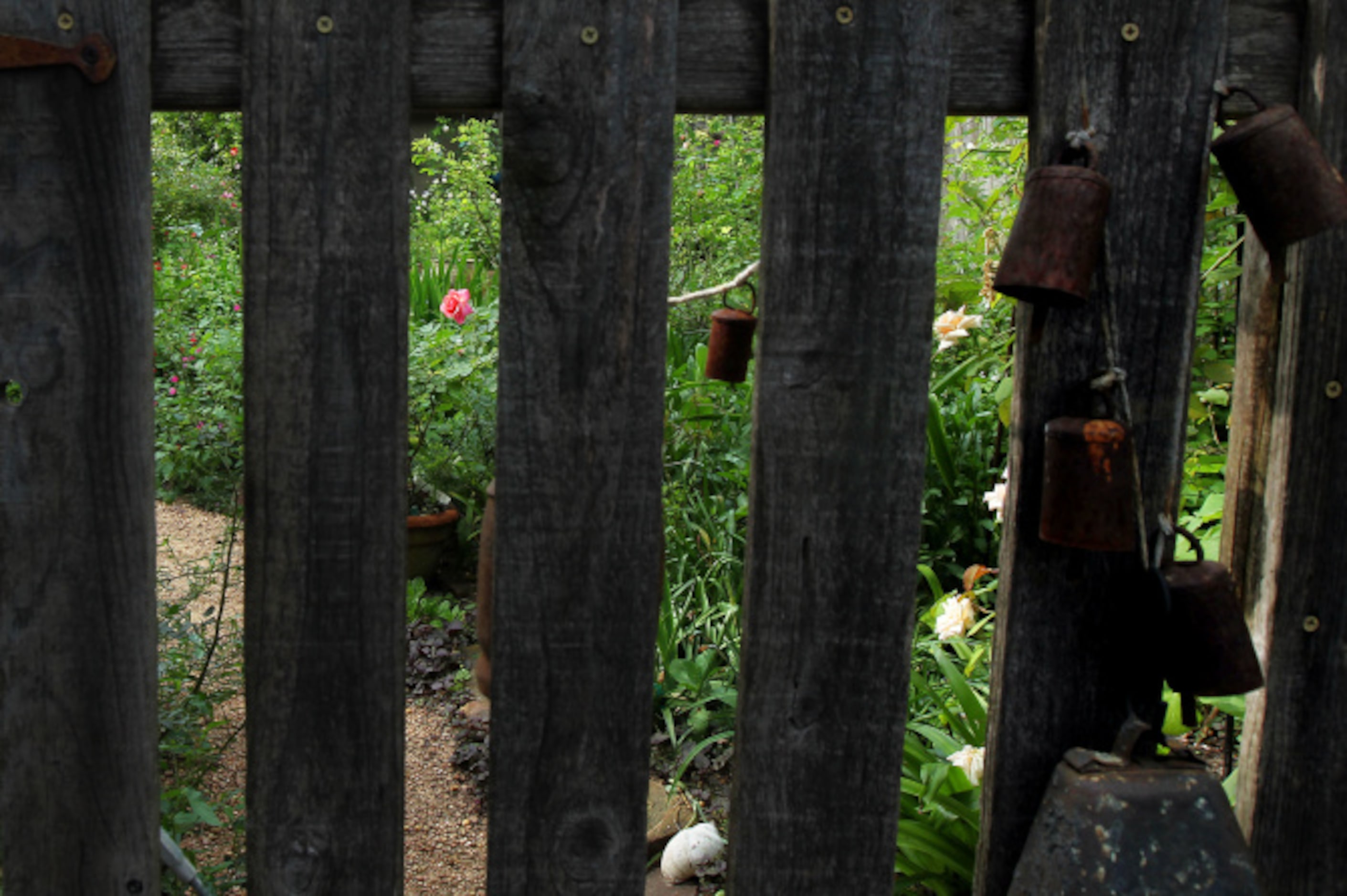 Dallas Morning News writer Mariana Greene uses her own backyard garden and chicken coop...