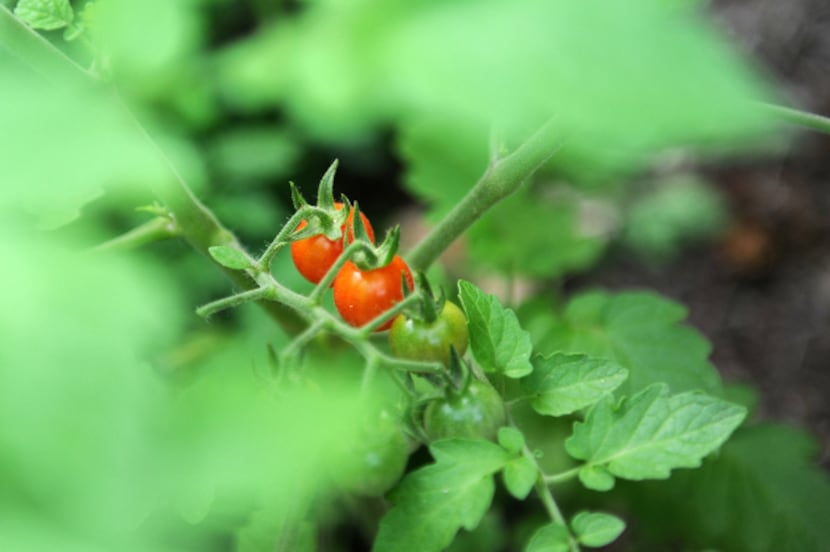 Tomatoes begin to grow in the backyard of Mark and Lisa Domiteaux at their home in Dallas,...