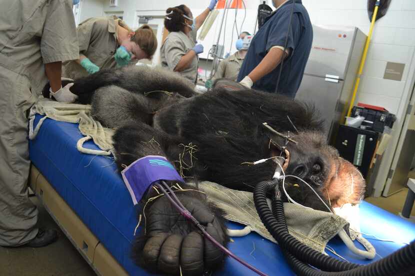 Associate veterinarian Dr. Maren Connolly places an IV catheter in Subira's leg vein while...