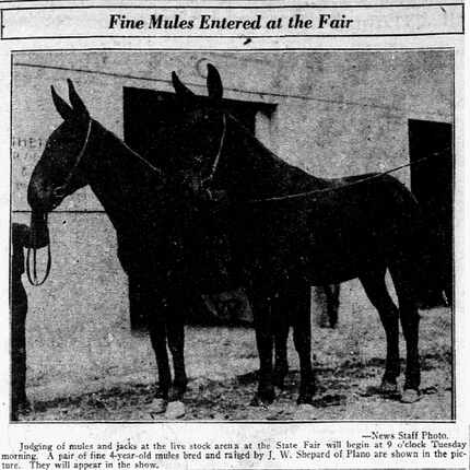 Fine Plano mules entered in the State Fair bred by J.W Shepard