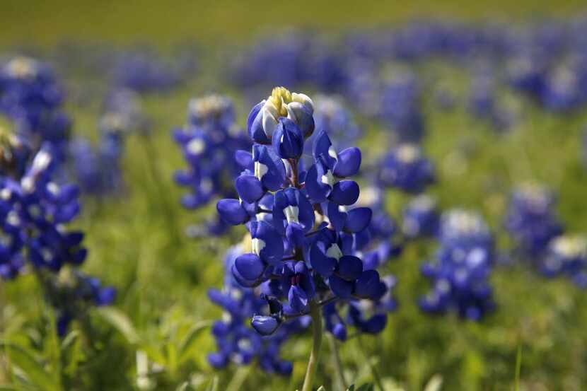 The bluebonnet flowers are seen along Highway 408 Spur in Dallas.