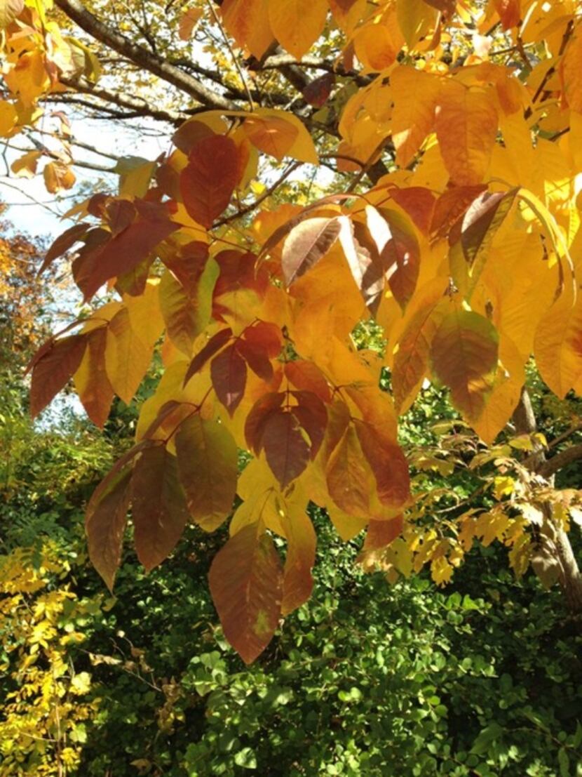 The Texas ash tree produces beautiful fall color.