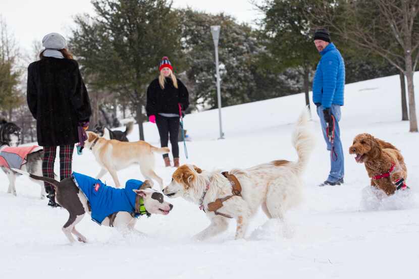 Dogs play at a snow covered Griggs Park in Uptown Dallas on Monday, Feb. 15, 2021. (Juan...