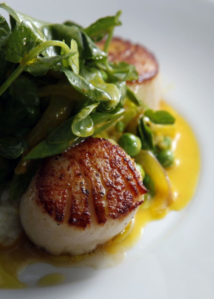 Seared cape cod scallops with risotto, English peas, pea tendrils and saffron is featured on...