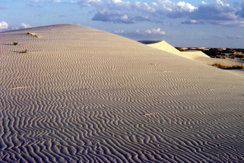 Monahans Sandhills State Park's enormous gypsum dunes are constantly on the move in the West...