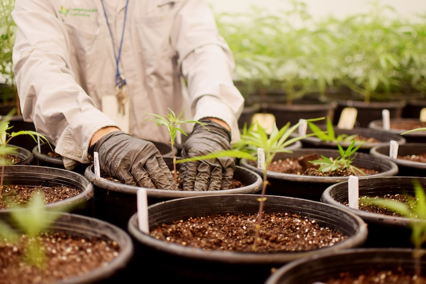 A worker tends to marijuana plants in one of Texas Original's cultivation rooms.