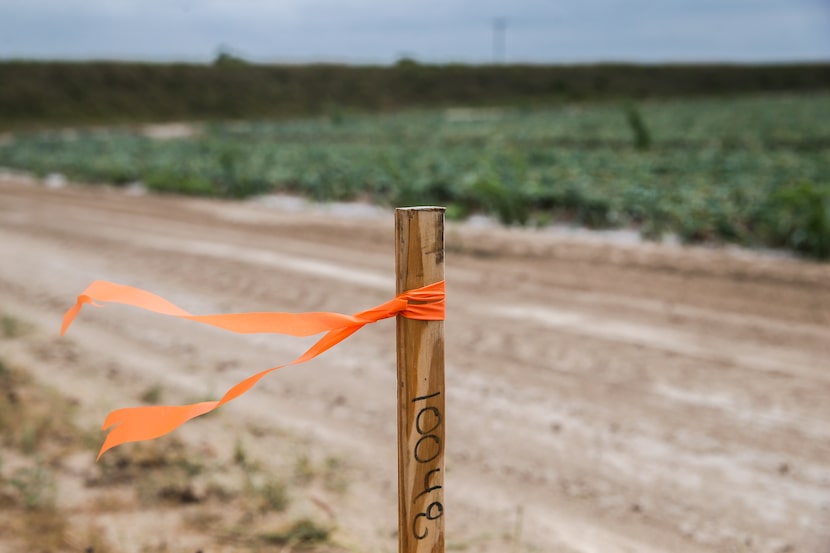 A survey marker for the border wall was seen on Frank Schuster's farm land along the border...