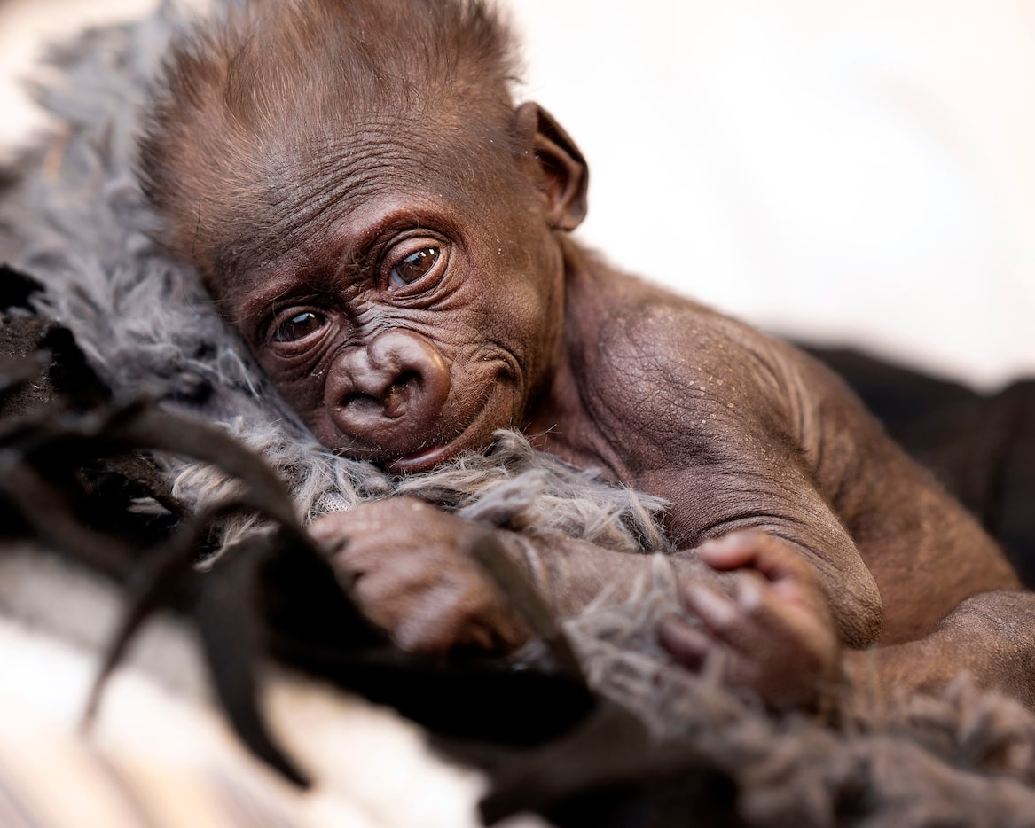 Premature baby gorilla, Jameela, who was born via emergency cesarean section at the Fort...