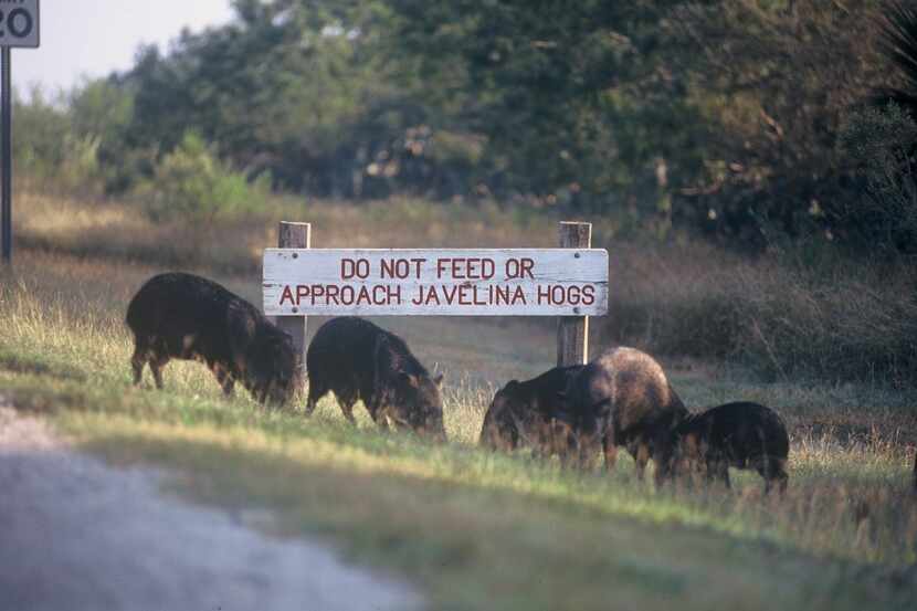 Despite this state park sign from nearly 30 years ago, javelina are not hogs. The irascible...